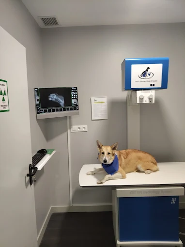 Radiografía veterinaria